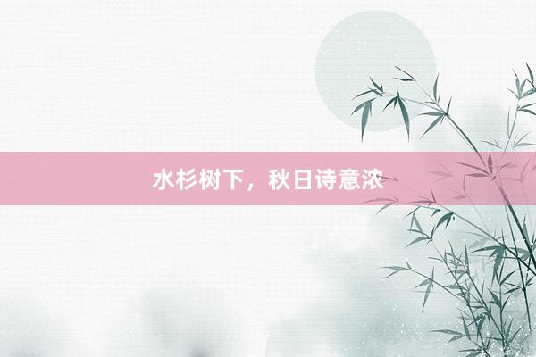 水杉树下，秋日诗意浓