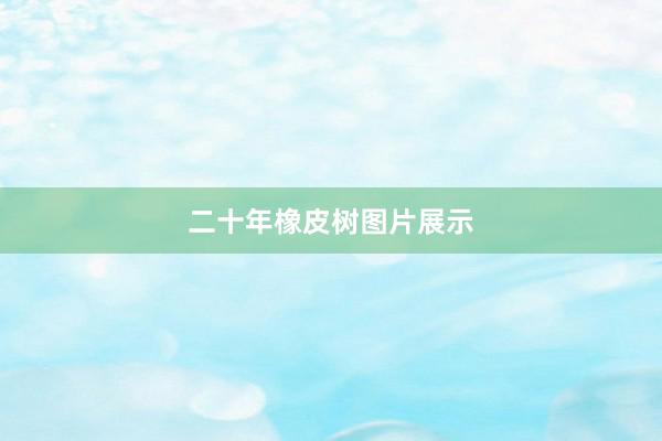 二十年橡皮树图片展示
