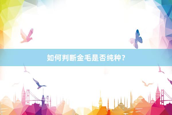 如何判断金毛是否纯种？