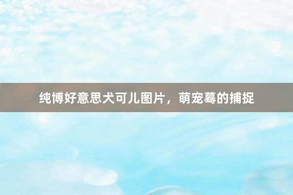 纯博好意思犬可儿图片，萌宠蓦的捕捉